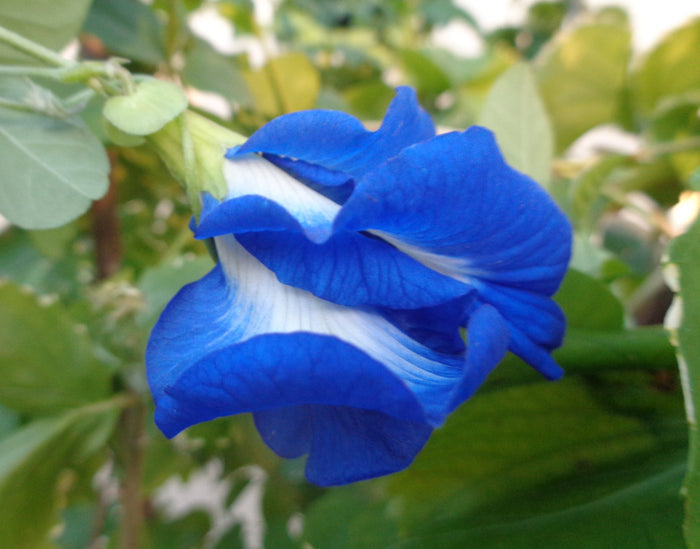 Double Blue Butterfly Pea 20 Seeds Clitoria ternatea