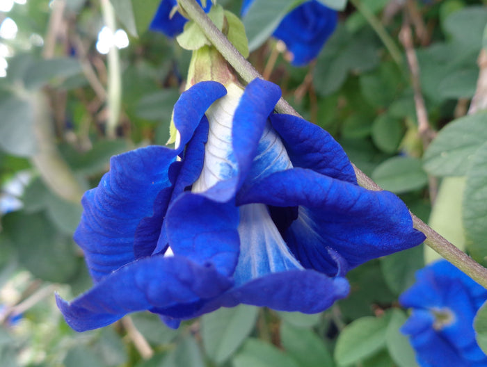 Double Blue Butterfly Pea 20 Seeds Clitoria ternatea