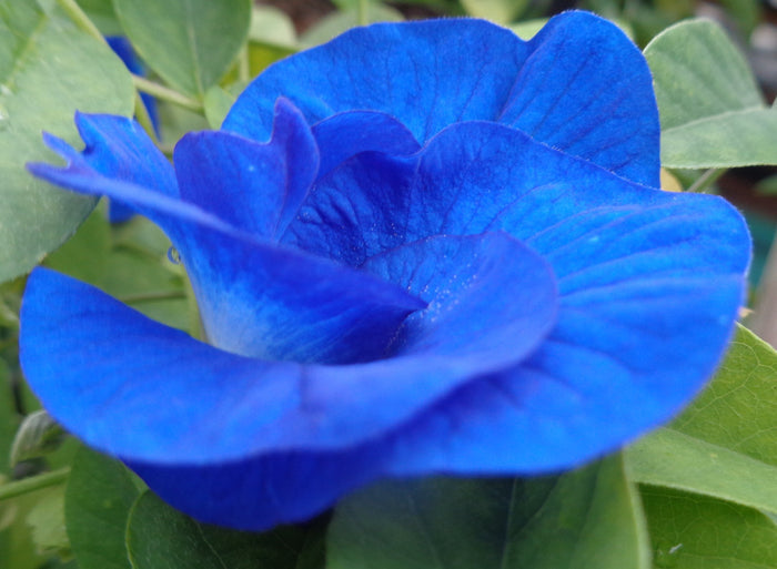 Double Blue Butterfly Pea 20 Seeds Clitoria ternatea