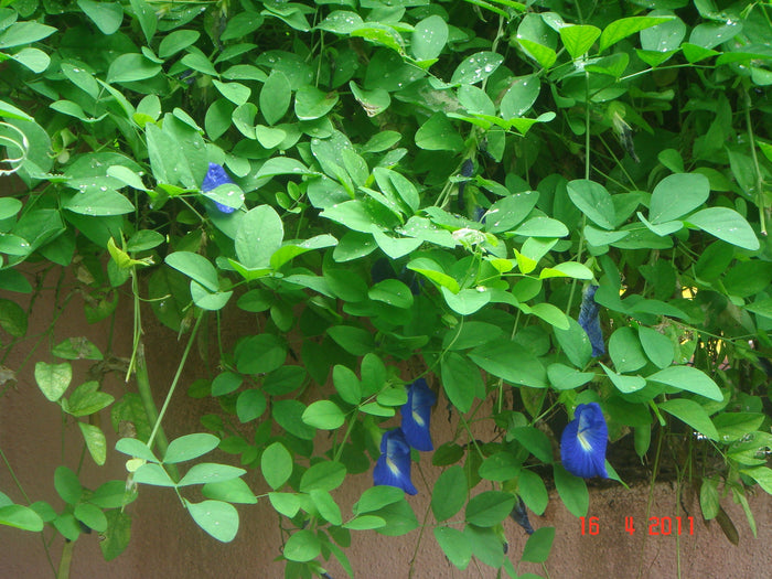 Double Blue Butterfly Pea 20 Seeds Clitoria ternatea