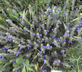 Drummond’s Skullcap  10 Seeds Scutellaria drummondii