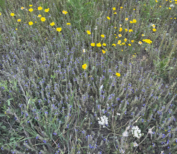 Drummond’s Skullcap  10 Seeds Scutellaria drummondii
