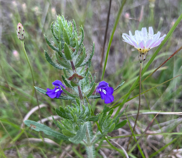 Drummond’s Skullcap  10 Seeds Scutellaria drummondii