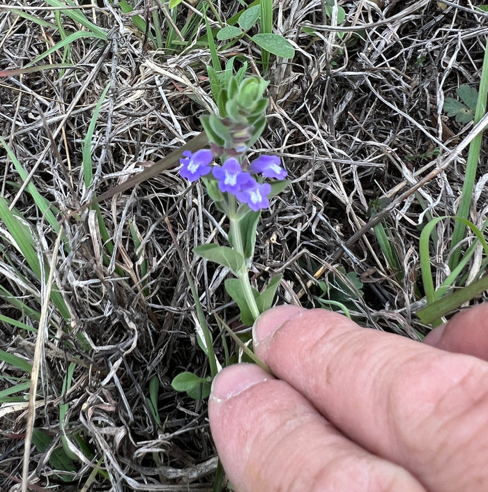 Drummond’s Skullcap  10 Seeds Scutellaria drummondii