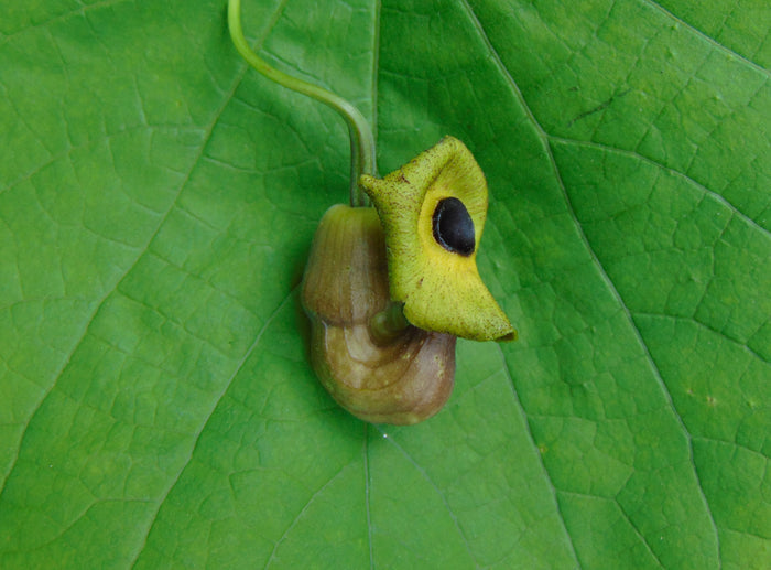 Dutchman's Pipe 20 Seeds Aristolochia macrophylla