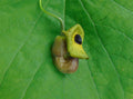 Dutchman's Pipe 20 Seeds Aristolochia macrophylla