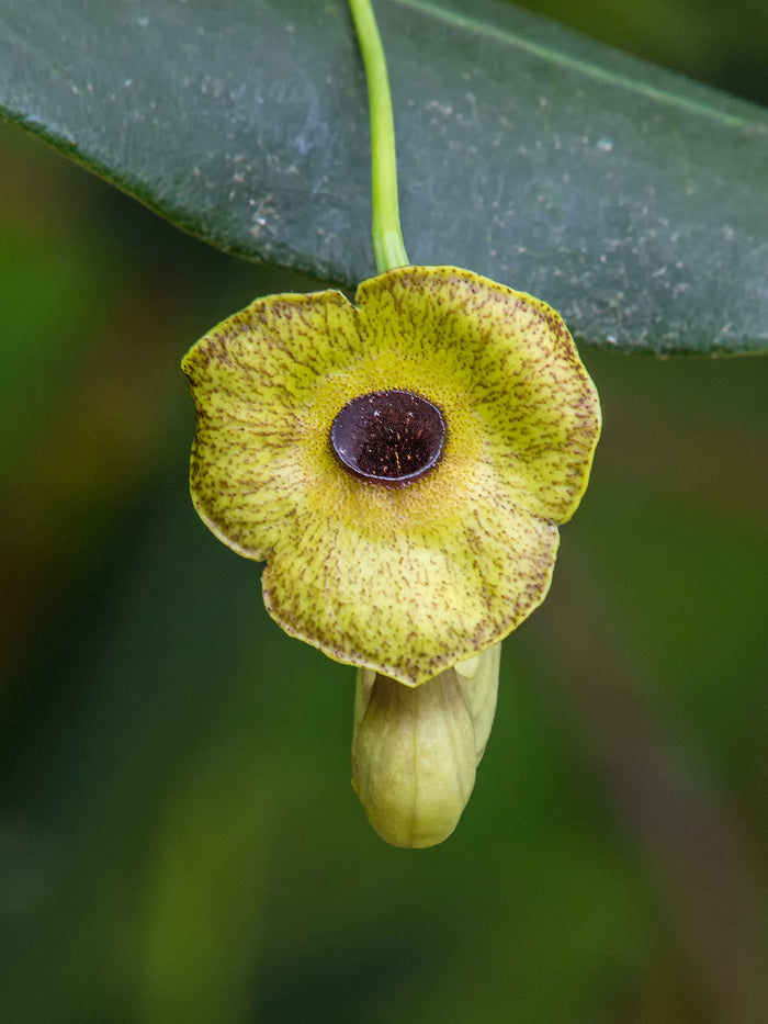 Dutchman's Pipe 20 Seeds Aristolochia macrophylla
