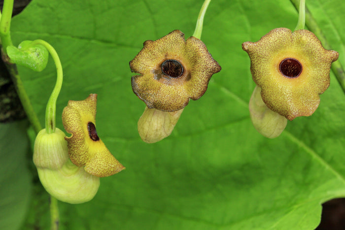 Dutchman's Pipe 20 Seeds Aristolochia macrophylla