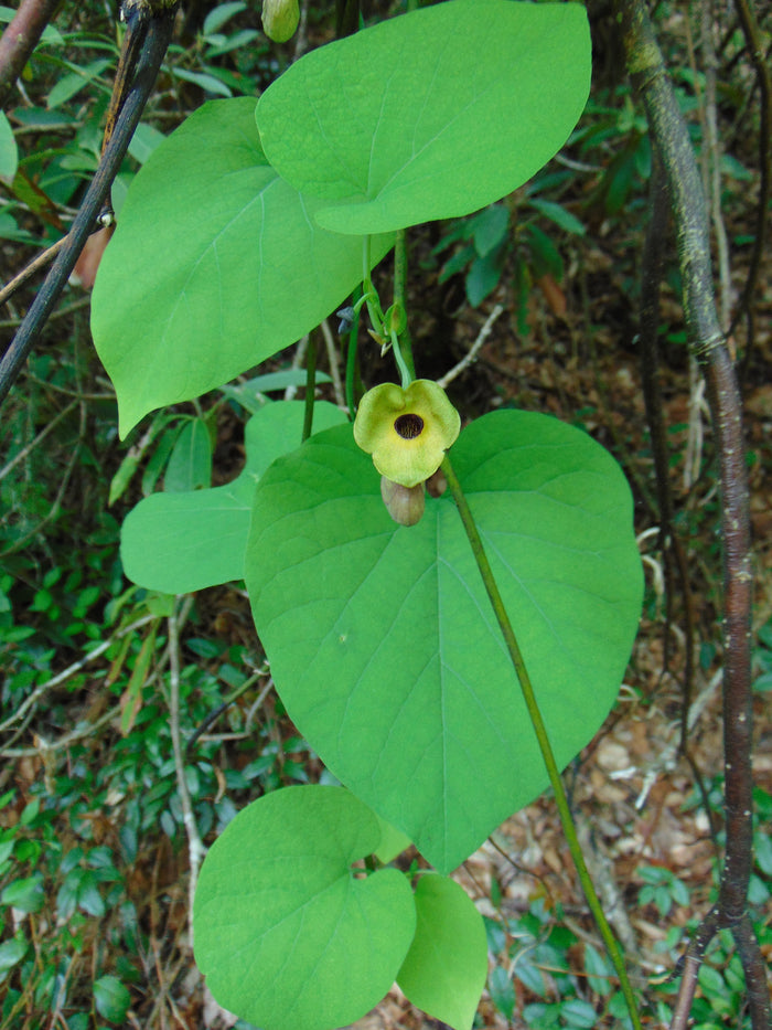 Dutchman's Pipe 20 Seeds Aristolochia macrophylla