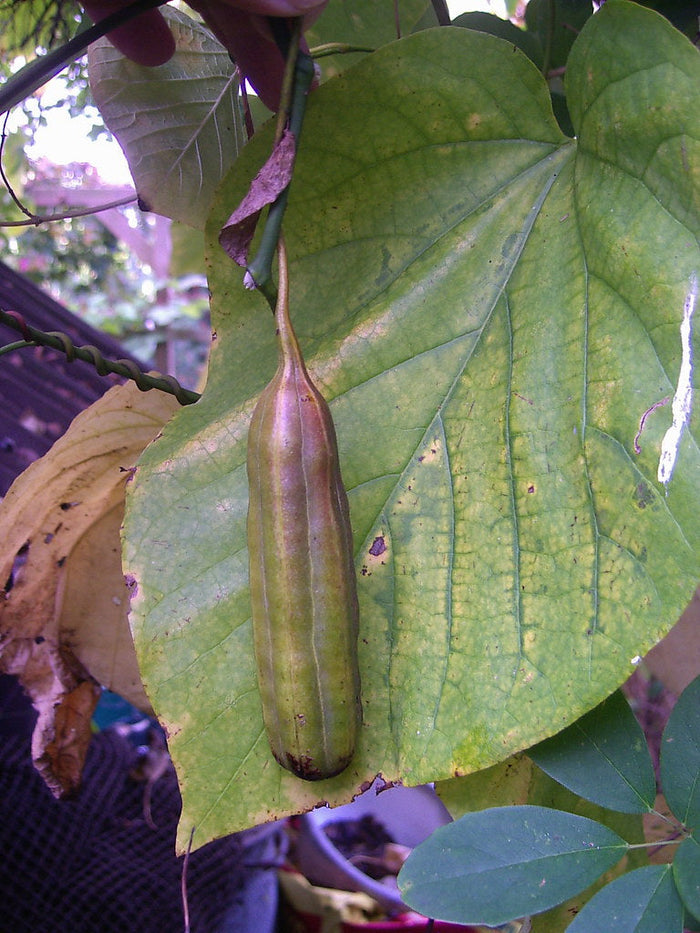 Dutchman's Pipe 20 Seeds Aristolochia macrophylla