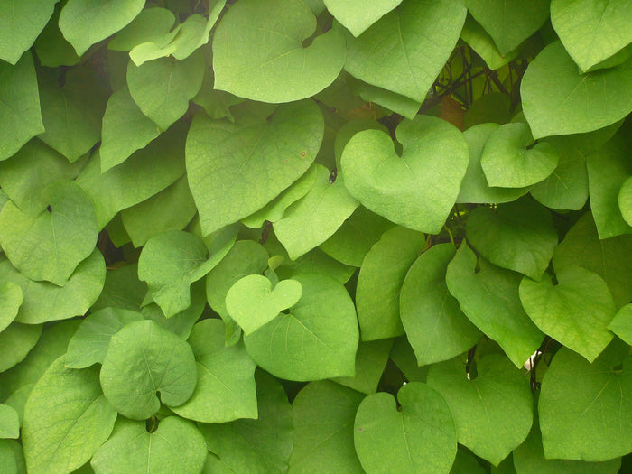 Dutchman's Pipe 20 Seeds Aristolochia macrophylla
