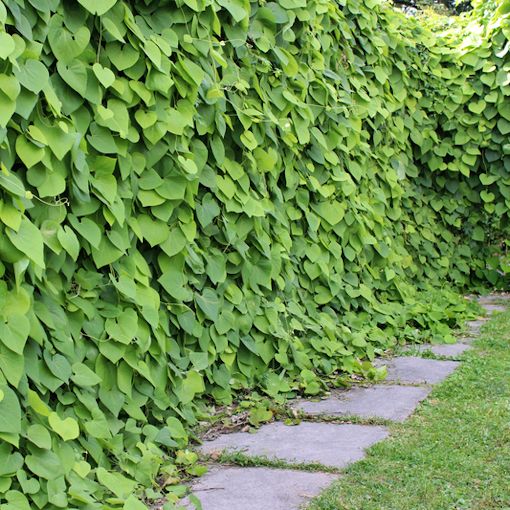 Dutchman's Pipe 20 Seeds Aristolochia macrophylla