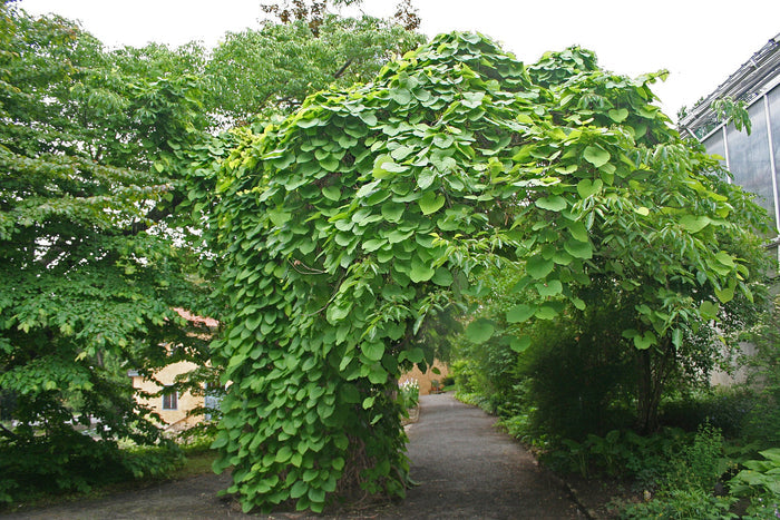Dutchman's Pipe 20 Seeds Aristolochia macrophylla