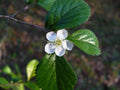 Dwarf Hawthorn 10 Seeds Crataegus uniflora