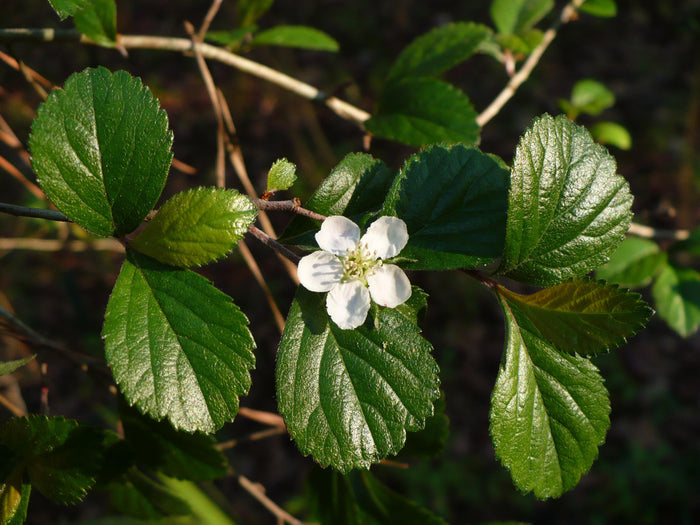 Dwarf Hawthorn 10 Seeds Crataegus uniflora
