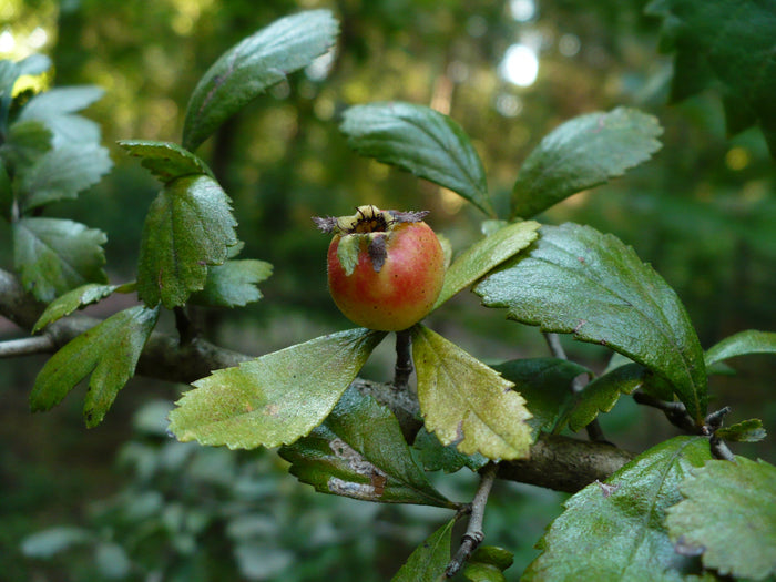 Dwarf Hawthorn 10 Seeds Crataegus uniflora