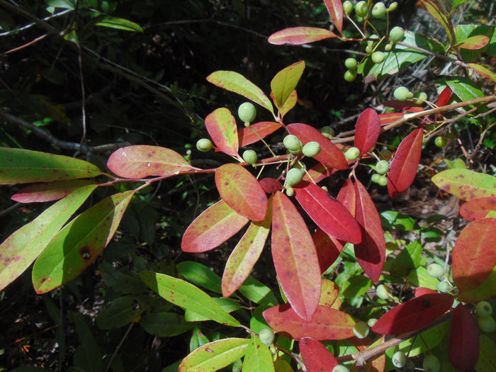 Dwarf Tupelo Tree Bear Tupelo Nyssa ursina 10 Seeds