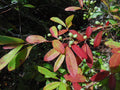 Dwarf Tupelo Tree Bear Tupelo Nyssa ursina 10 Seeds
