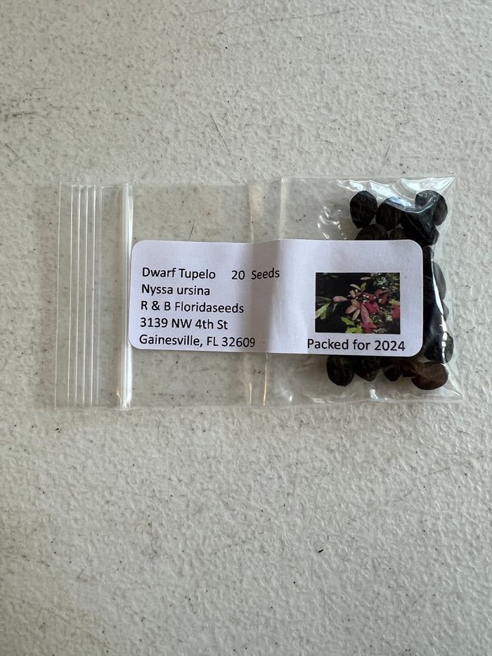 Dwarf Tupelo Tree Bear Tupelo Nyssa ursina 10 Seeds