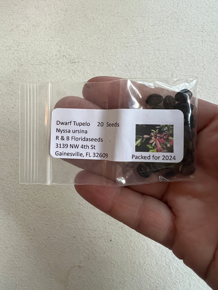 Dwarf Tupelo Tree Bear Tupelo Nyssa ursina 10 Seeds
