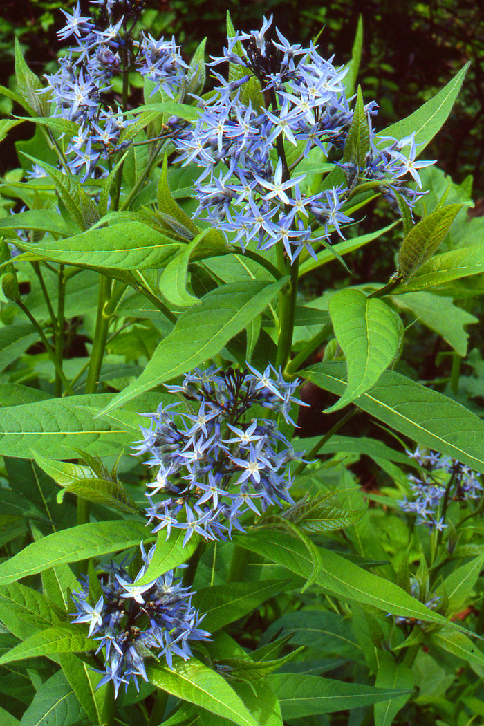 Eastern Bluestar   20 Seeds   Amsonia tabernaemontana