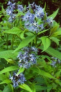 Eastern Bluestar   20 Seeds   Amsonia tabernaemontana