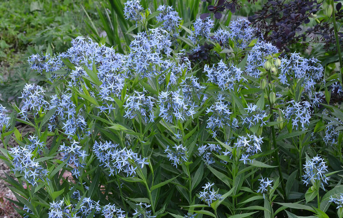 Eastern Bluestar   20 Seeds   Amsonia tabernaemontana