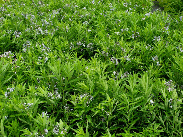 Eastern Bluestar   20 Seeds   Amsonia tabernaemontana