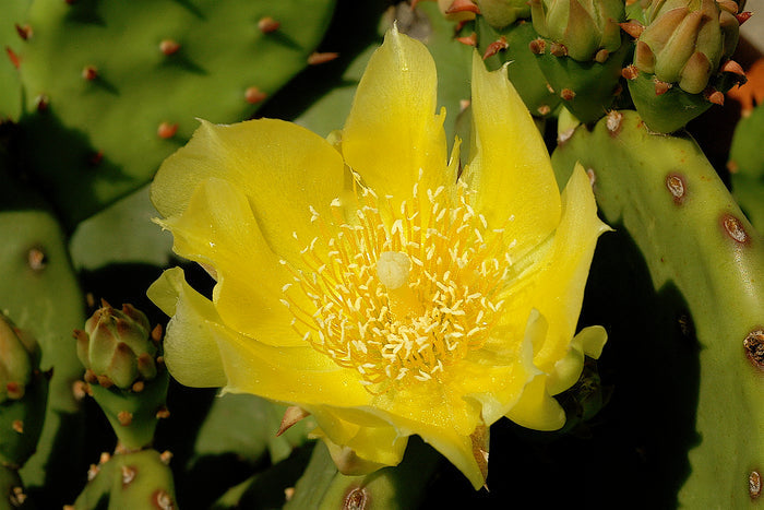 Eastern Prickly Pear Opuntia humifusa 100 Seeds