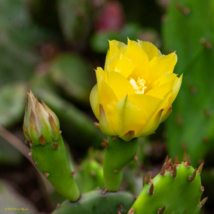 Eastern Prickly Pear Opuntia humifusa 100 Seeds