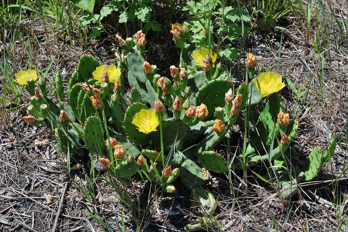 Eastern Prickly Pear Opuntia humifusa 100 Seeds