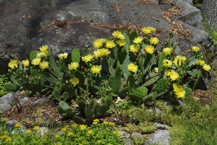 Eastern Prickly Pear Opuntia humifusa 100 Seeds