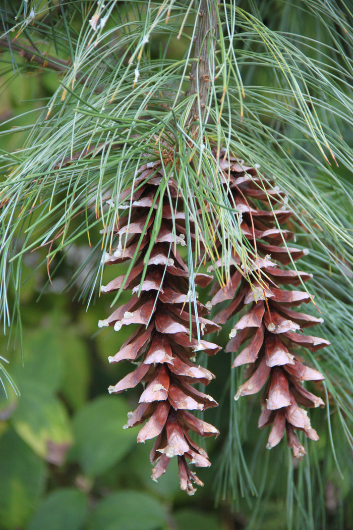 Eastern White Pine   Pinus strobus   20 Seeds