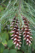 Eastern White Pine   Pinus strobus   20 Seeds