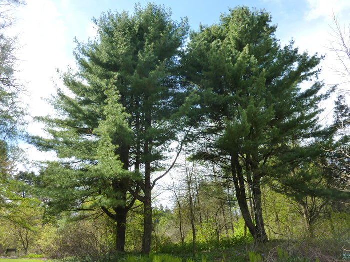 Eastern White Pine   Pinus strobus   20 Seeds