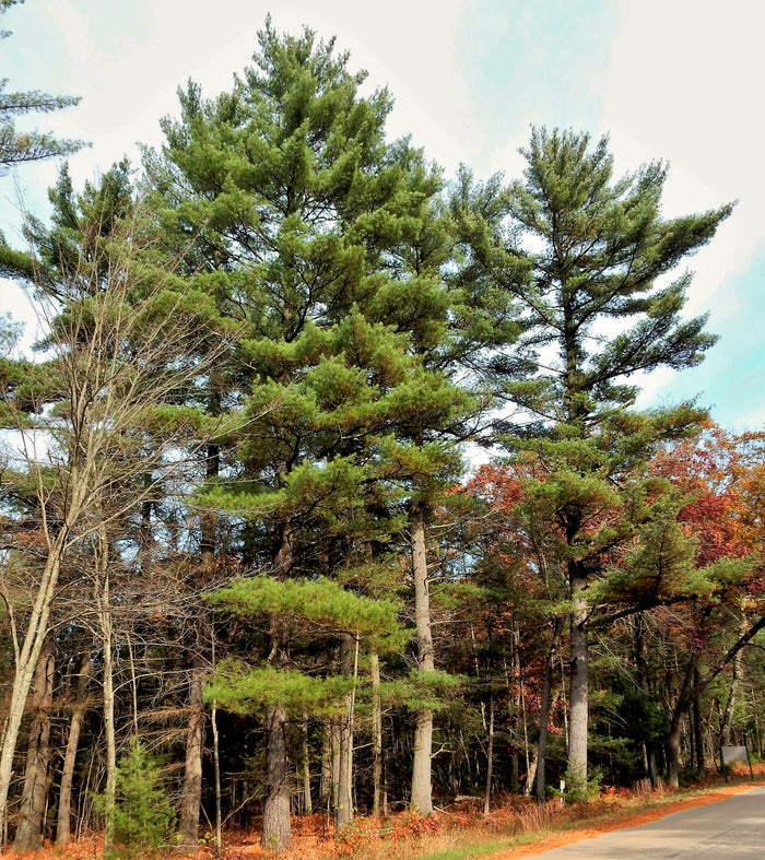 Eastern White Pine   Pinus strobus   20 Seeds