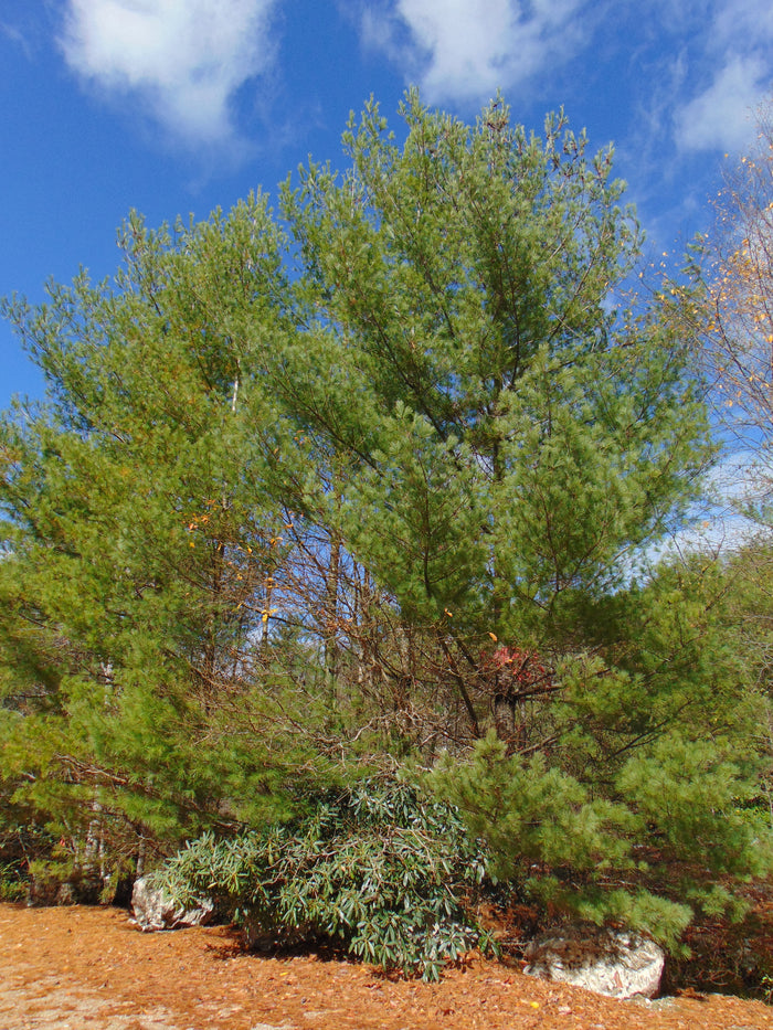 Eastern White Pine   Pinus strobus   20 Seeds