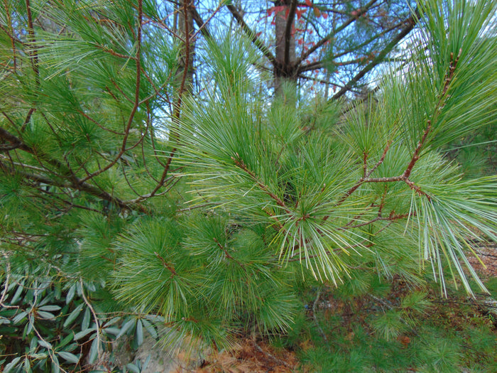 Eastern White Pine   Pinus strobus   20 Seeds