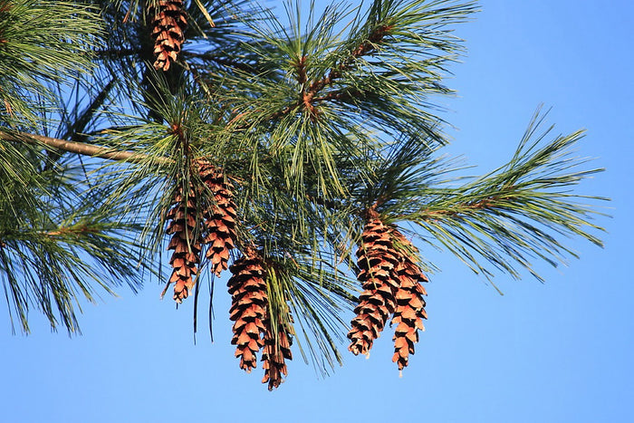 Eastern White Pine   Pinus strobus   20 Seeds