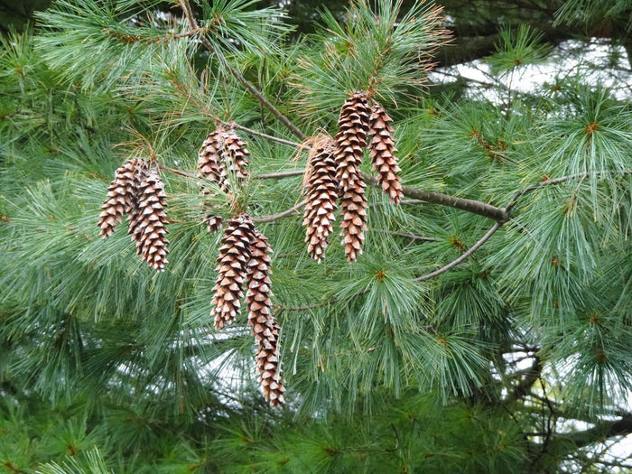 Eastern White Pine   Pinus strobus   20 Seeds