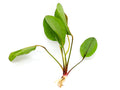 Echinodorus Devil Eye Sword (Echinodorus "Devil Eye")