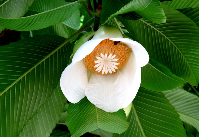 Elephant Apple  5 Seeds  Dillenia indica