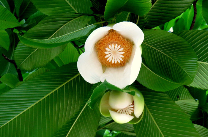 Elephant Apple  5 Seeds  Dillenia indica