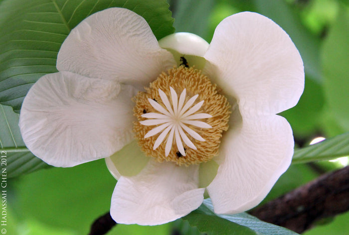 Elephant Apple  5 Seeds  Dillenia indica
