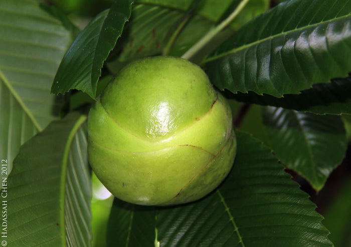 Elephant Apple  5 Seeds  Dillenia indica