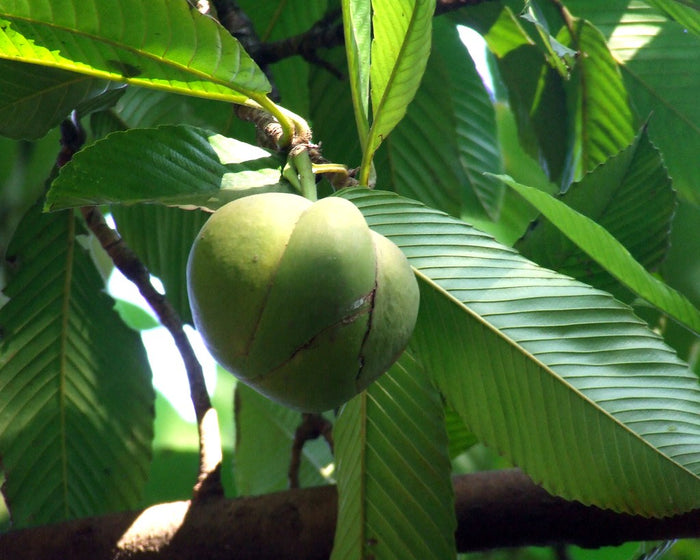 Elephant Apple  5 Seeds  Dillenia indica