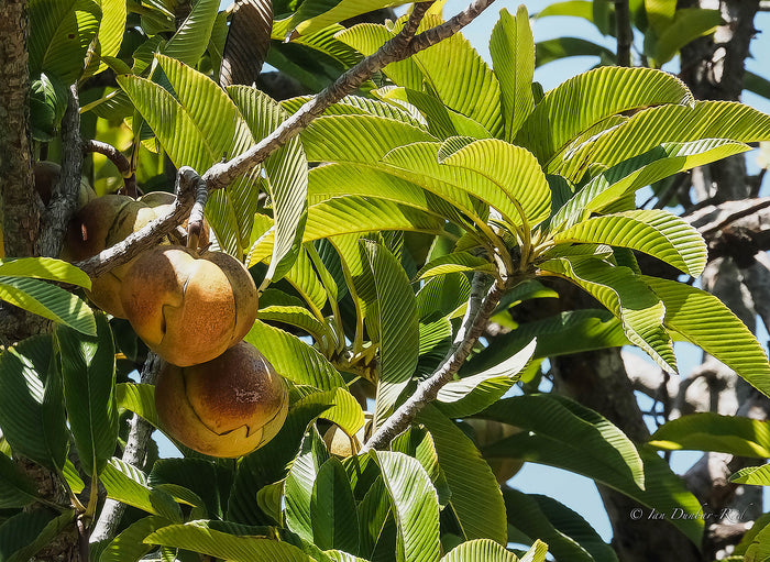Elephant Apple  5 Seeds  Dillenia indica