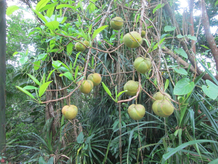 Elephant Apple  5 Seeds  Dillenia indica