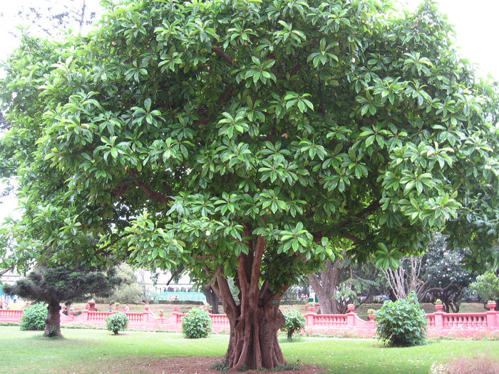 Elephant Apple  5 Seeds  Dillenia indica