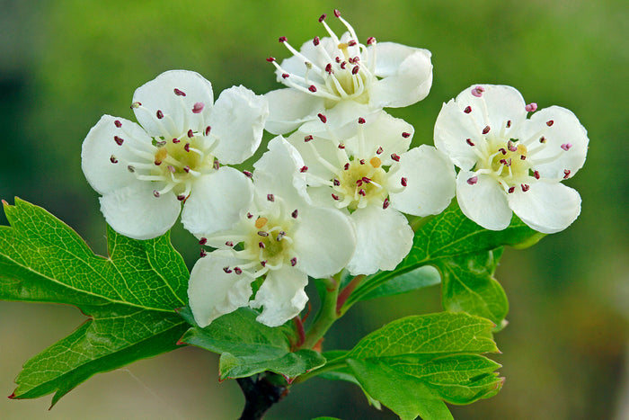 English Hawthorn Crataegus monogyna 100 Seeds